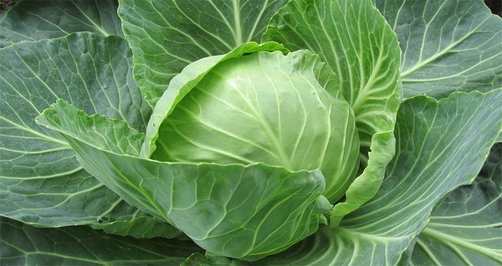 Know, cabbage keeps the body strong! Learn more, want to increase eyesight, eat these 6 foods.