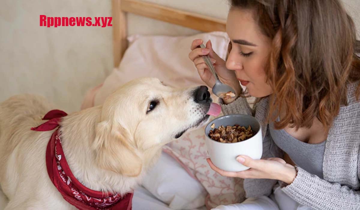 The Top 8 Best Dog Food in 2023